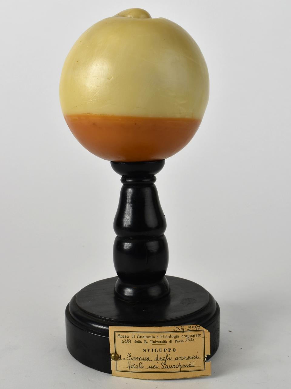 Modello di Maestri, Achille - produzione ceroplastica ottocentesca-novecentesca (secc. XIX/ XX)