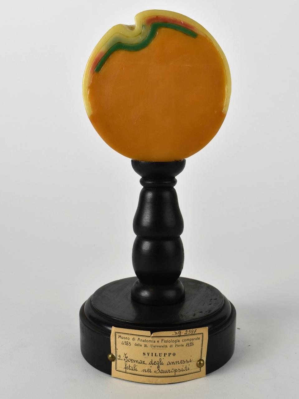Modello di Maestri, Achille - produzione ceroplastica ottocentesca-novecentesca (secc. XIX/ XX)