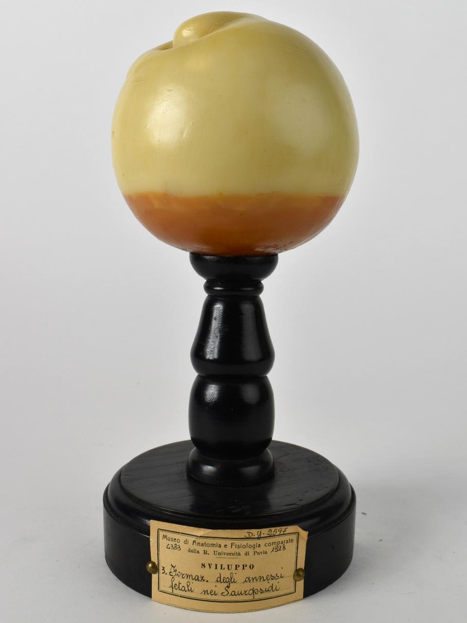 Modello di Maestri, Achille - produzione ceroplastica ottocentesca-novecentesca (secc. XIX/ XX)