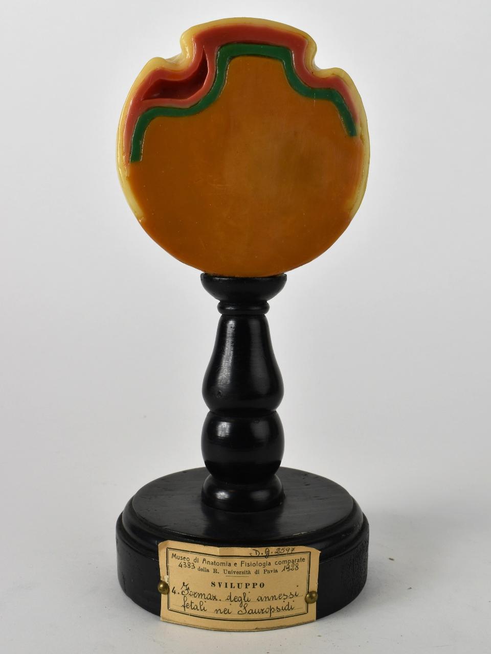 Modello di Maestri, Achille - produzione ceroplastica ottocentesca-novecentesca (secc. XIX/ XX)