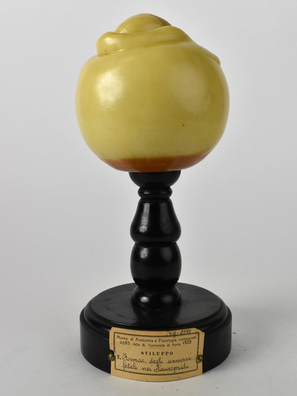 Modello di Maestri, Achille - produzione ceroplastica ottocentesca-novecentesca (secc. XIX/ XX)