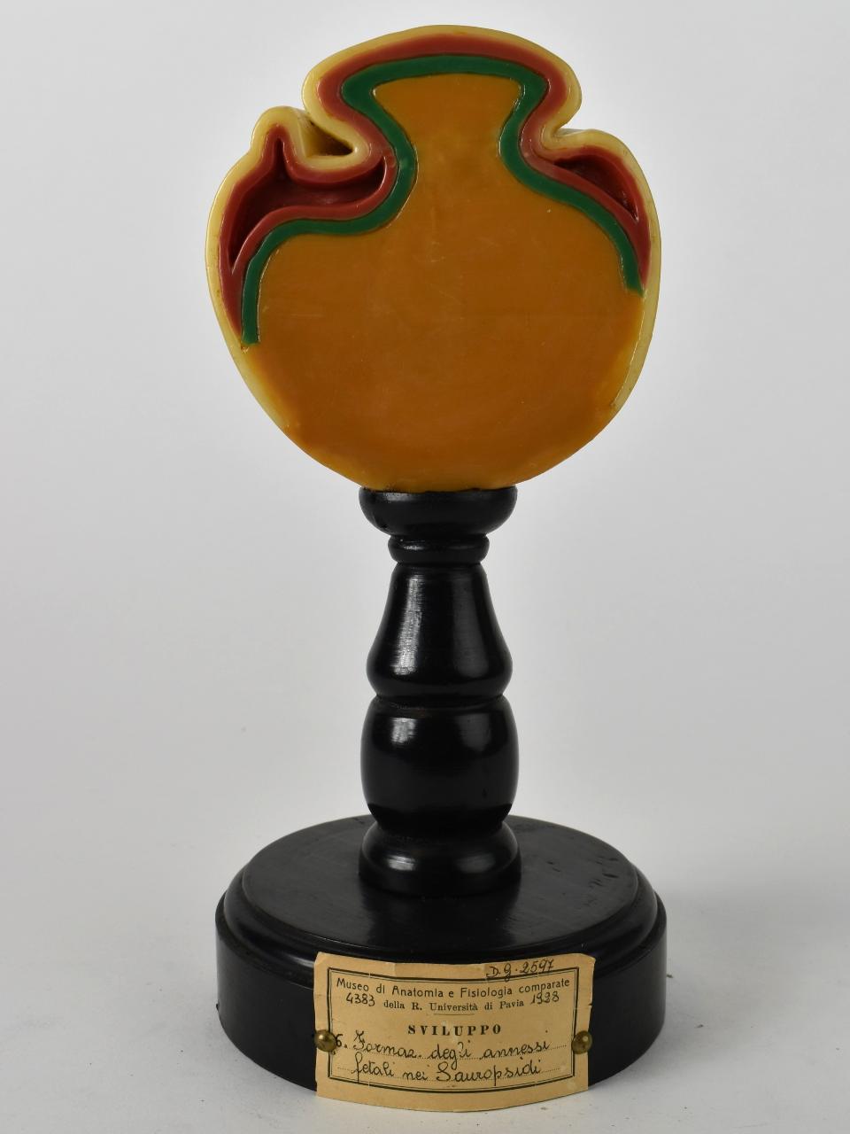 Modello di Maestri, Achille - produzione ceroplastica ottocentesca-novecentesca (secc. XIX/ XX)