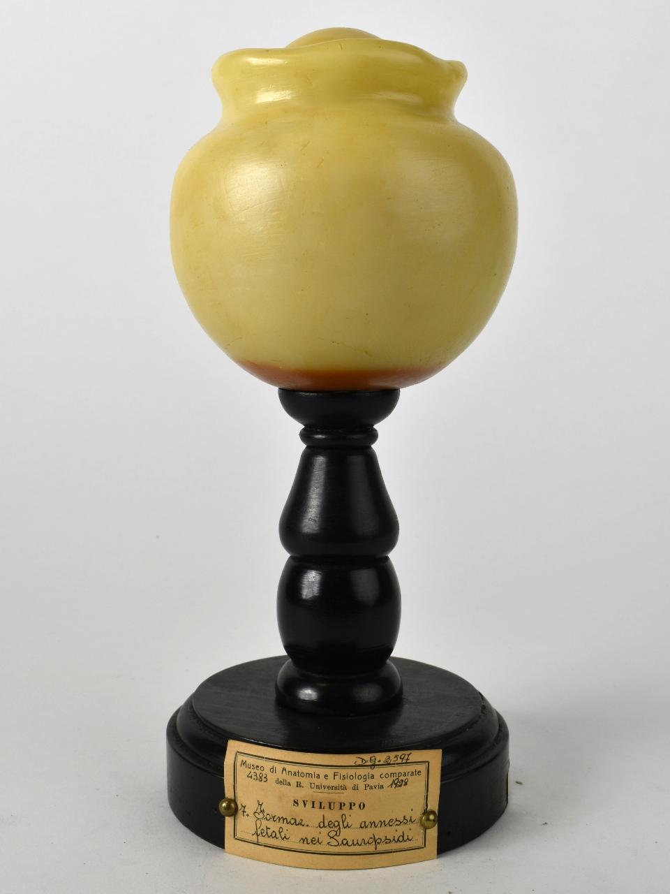 Modello di Maestri, Achille - produzione ceroplastica ottocentesca-novecentesca (secc. XIX/ XX)