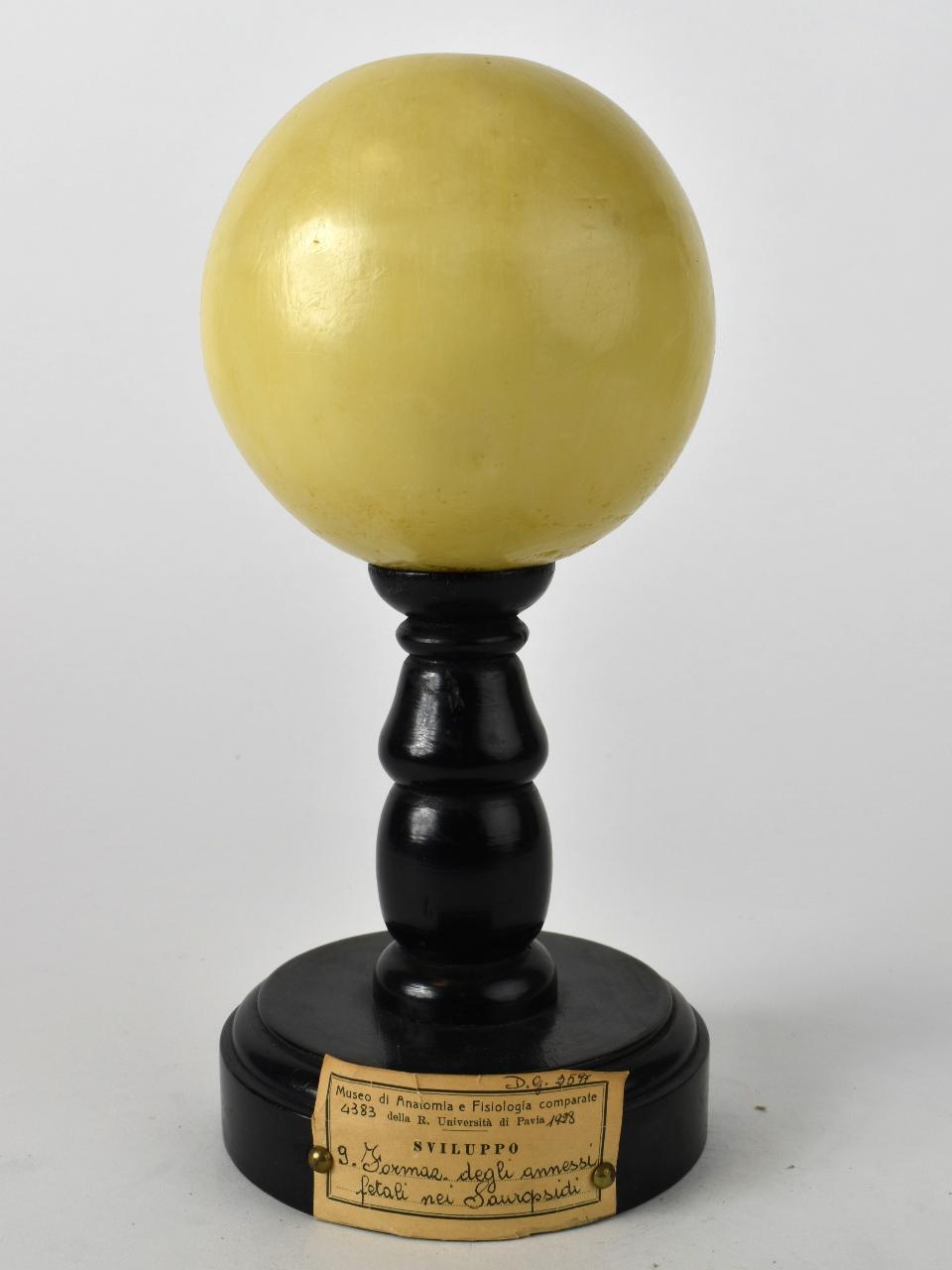 Modello di Maestri, Achille - produzione ceroplastica ottocentesca-novecentesca (secc. XIX/ XX)