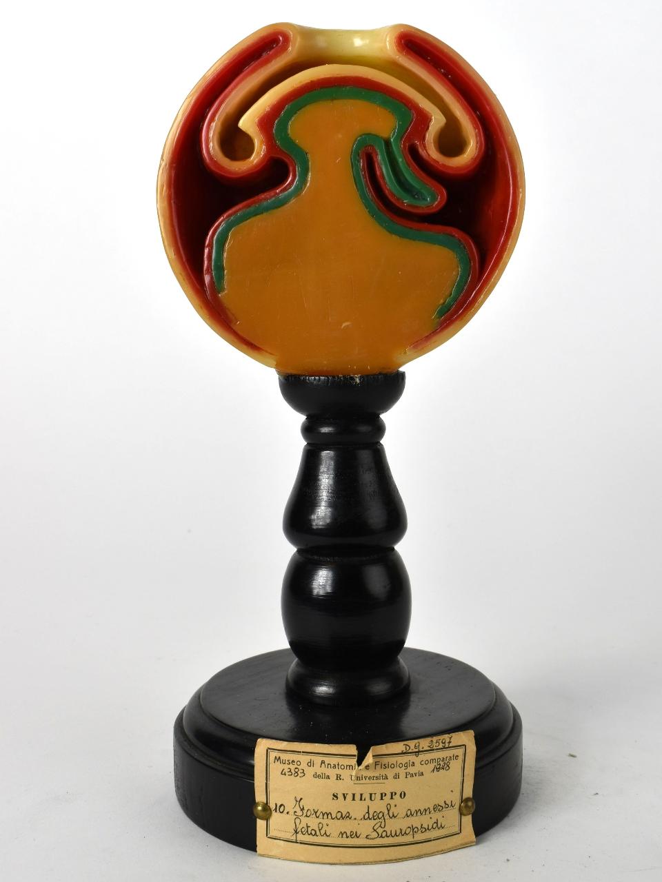 Modello di Maestri, Achille - produzione ceroplastica ottocentesca-novecentesca (secc. XIX/ XX)