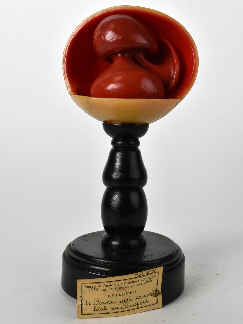 Modello di Maestri, Achille - produzione ceroplastica ottocentesca-novecentesca (secc. XIX/ XX)