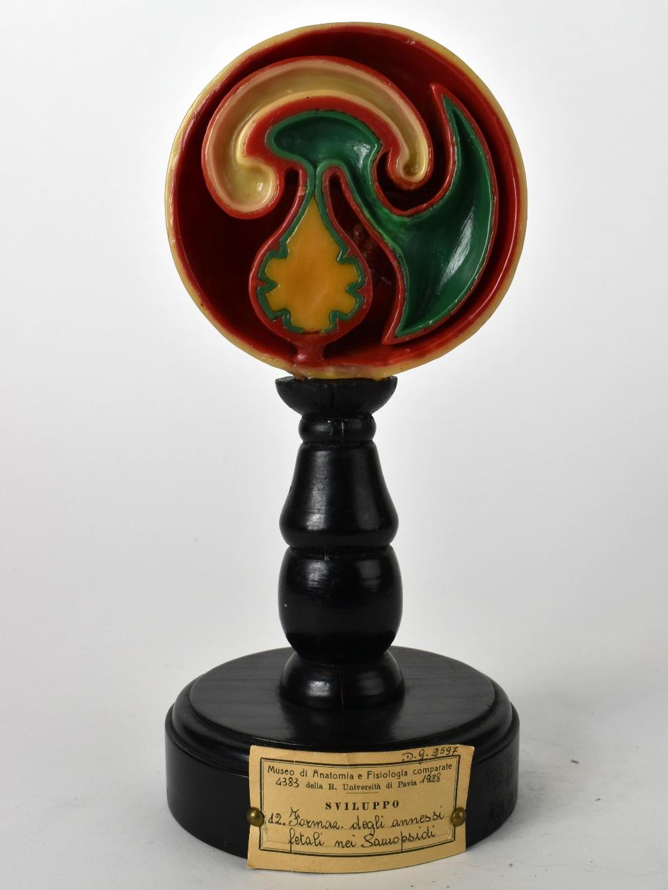 Modello di Maestri, Achille - produzione ceroplastica ottocentesca (secc. XIX/ XX)