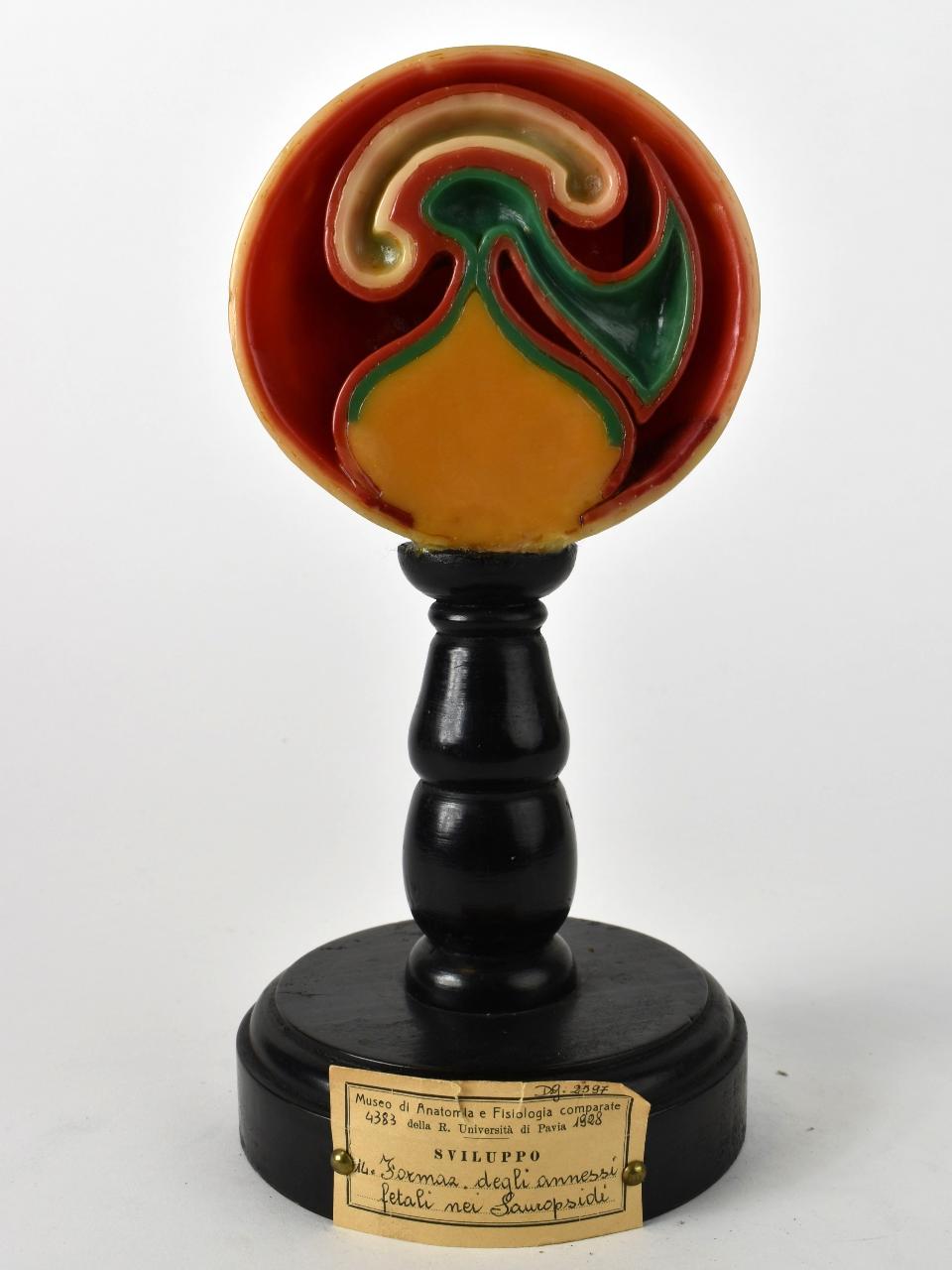 Modello di Maestri, Achille - produzione ceroplastica ottocentesca-novecentesca (secc. XIX/ XX)