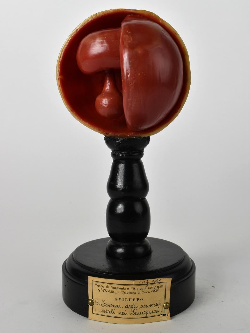 Modello di Maestri, Achille - produzione ceroplastica ottocentesca-novecentesca (secc. XIX/ XX)