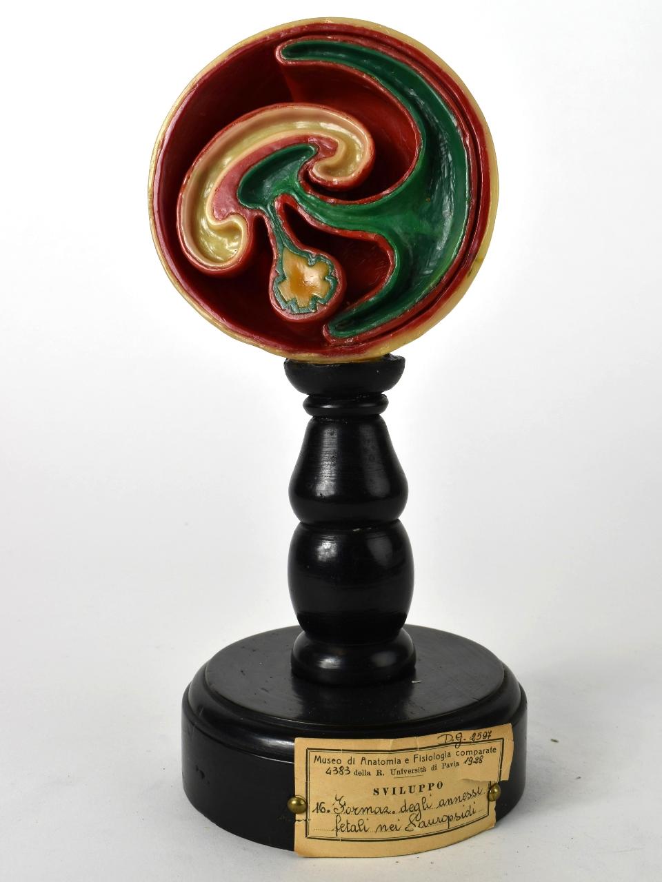 Modello di Maestri, Achille - produzione ceroplastica ottocentesca-novecentesca (secc. XIX/ XX)