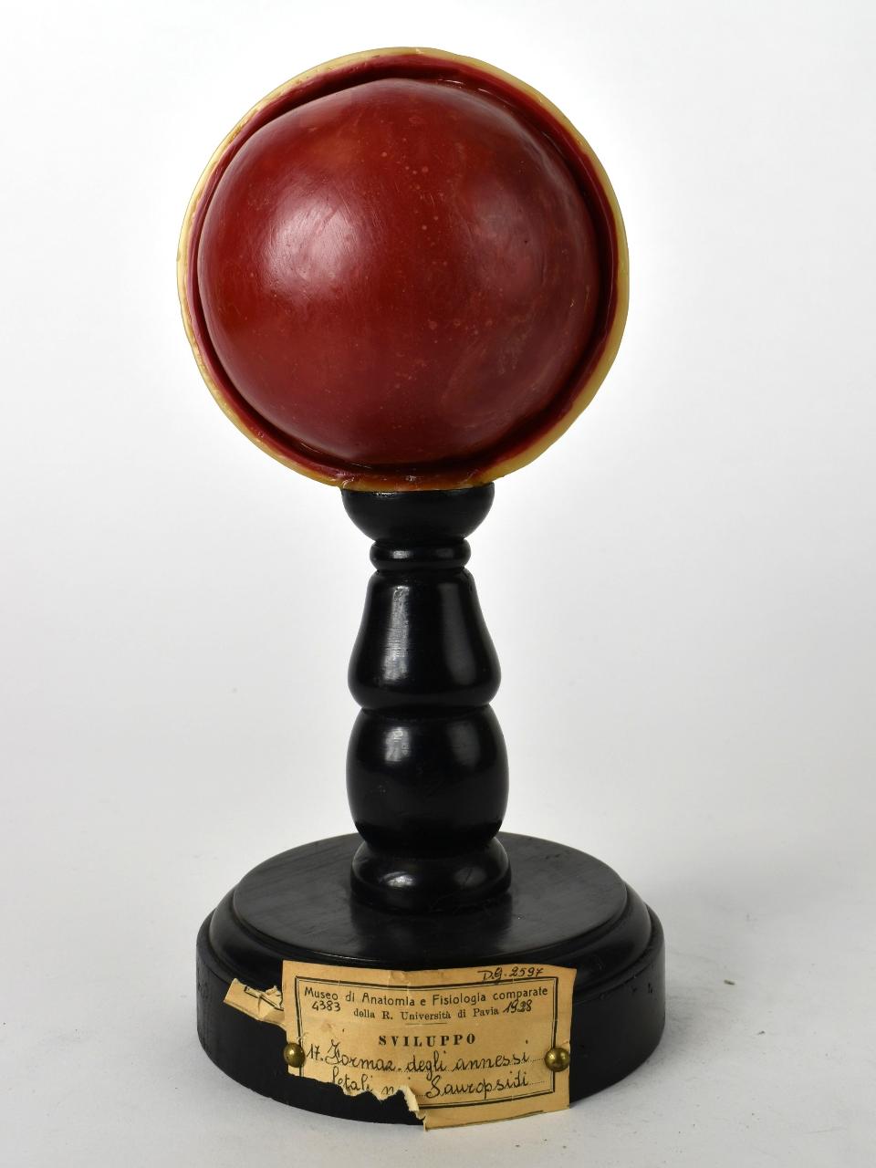 Modello di Maestri, Achille - produzione ceroplastica ottocentesca (secc. XIX/ XX)