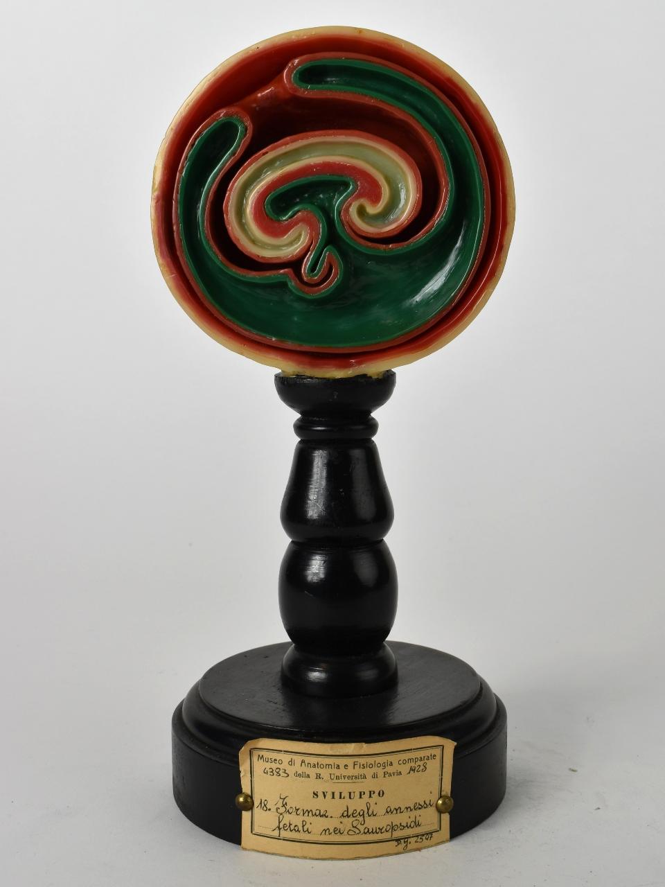 Modello di Maestri, Achille - produzione ceroplastica ottocentesca-novecentesca (secc. XIX/ XX)