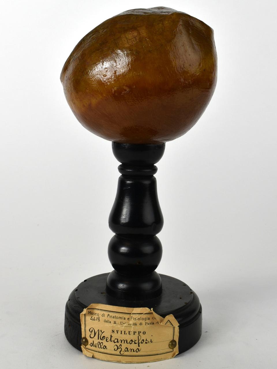 Modello di Maestri, Achille - produzione ceroplastica ottocentesca-novecentesca (secc. XIX/ XX)