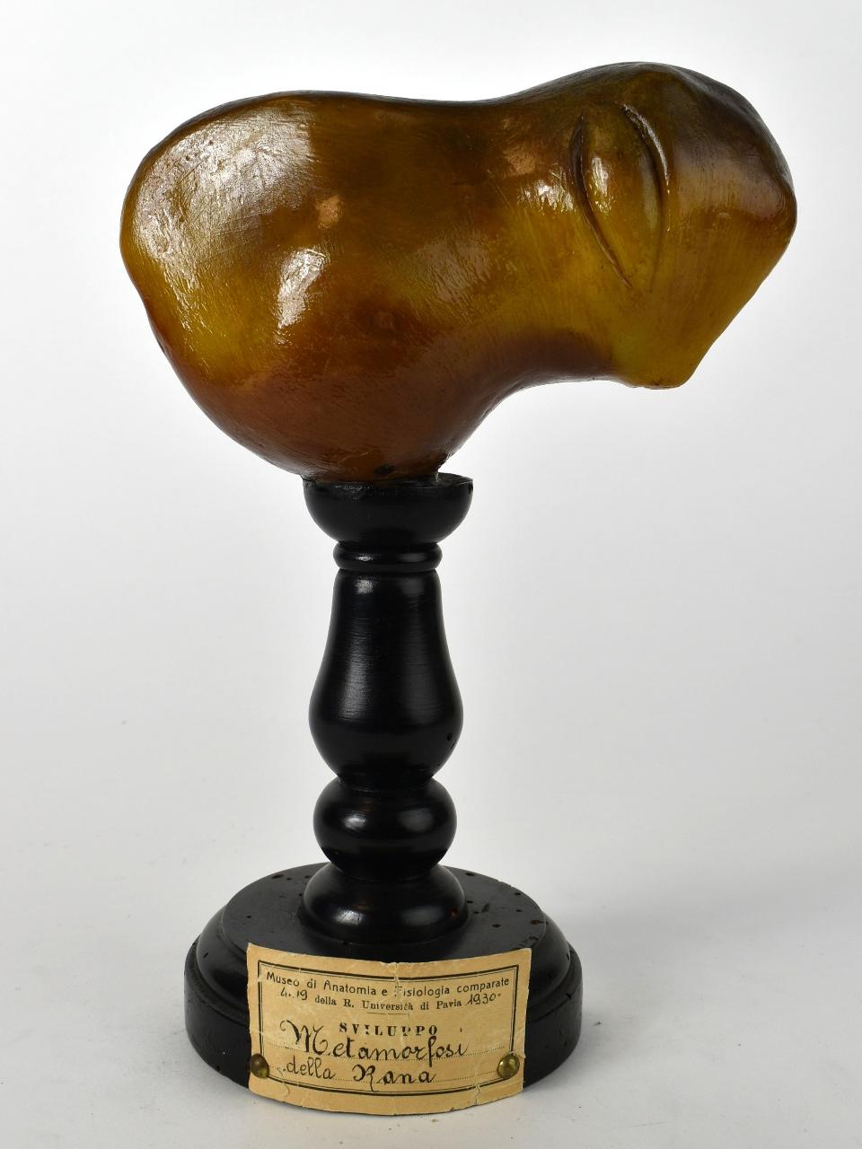 Modello di Maestri, Achille - produzione ceroplastica ottocentesca-novecentesca (secc. XIX/ XX)