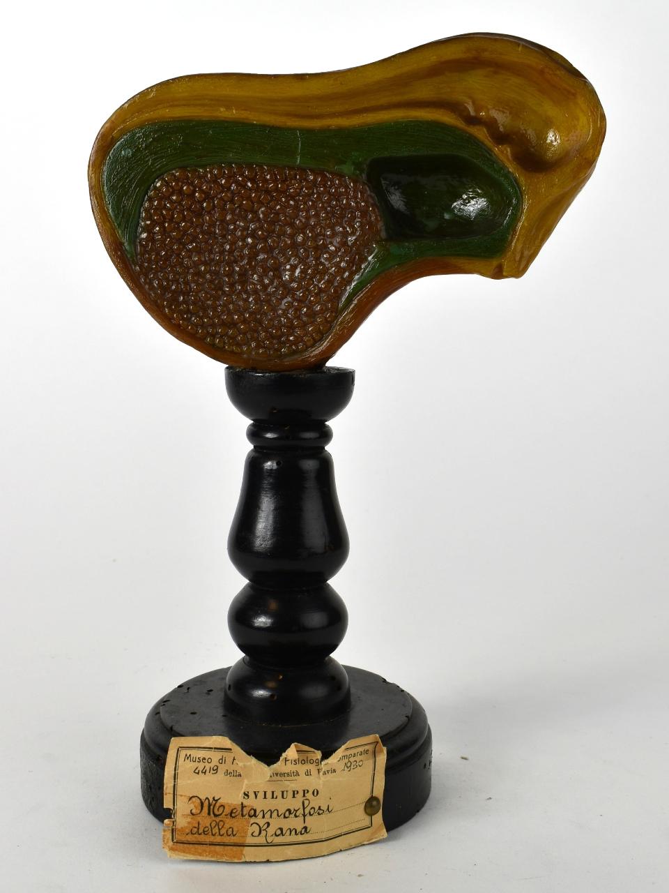 Modello di Maestri, Achille - produzione ceroplastica ottocentesca-novecentesca (secc. XIX/ XX)