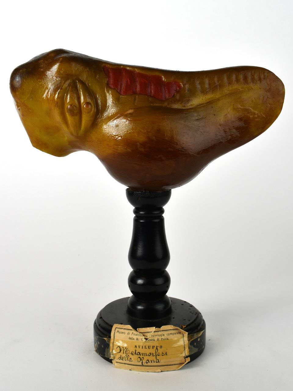 Modello di Maestri, Achille - produzione ceroplastica ottocentesca-novecentesca (secc. XIX/ XX)