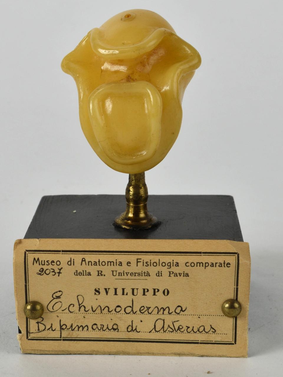 Modello di Maestri, Angelo - produzione ceroplastica ottocentesca (sec. XIX)