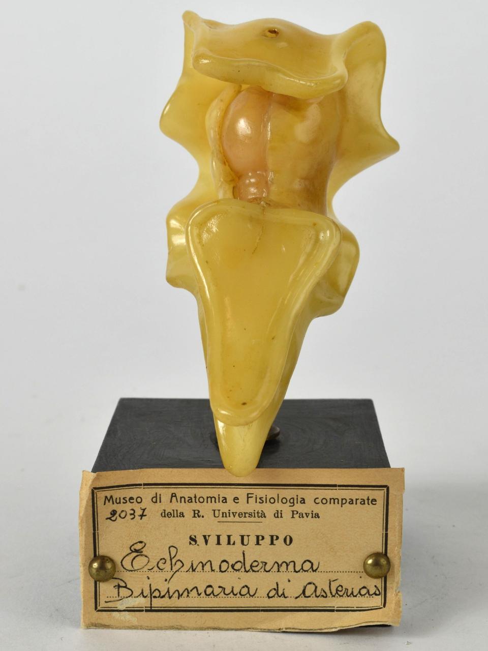 Modello di Maestri, Angelo - produzione ceroplastica ottocentesca (sec. XIX)