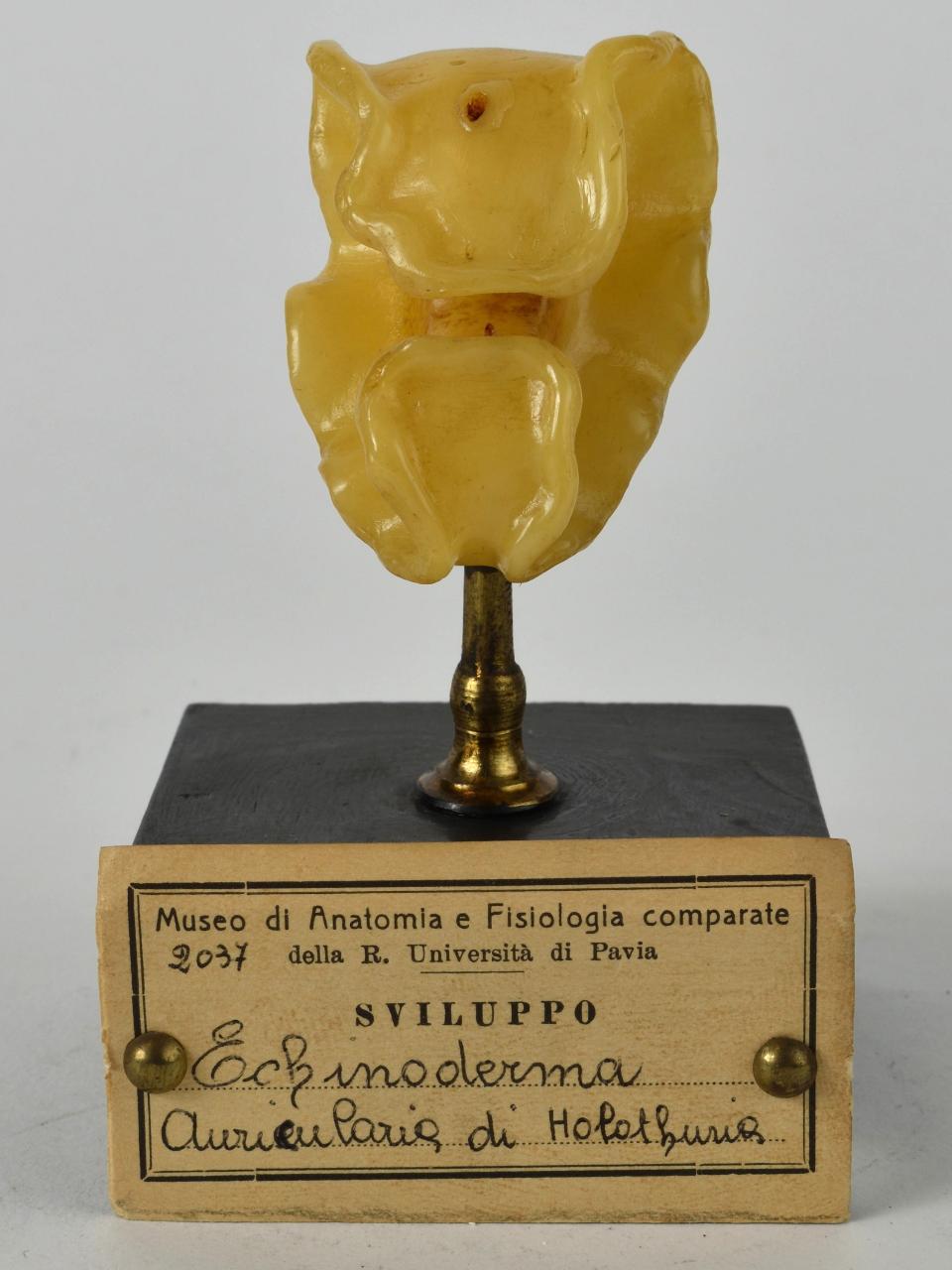 Modello di Maestri, Angelo - produzione ceroplastica ottocentesca (sec. XIX)