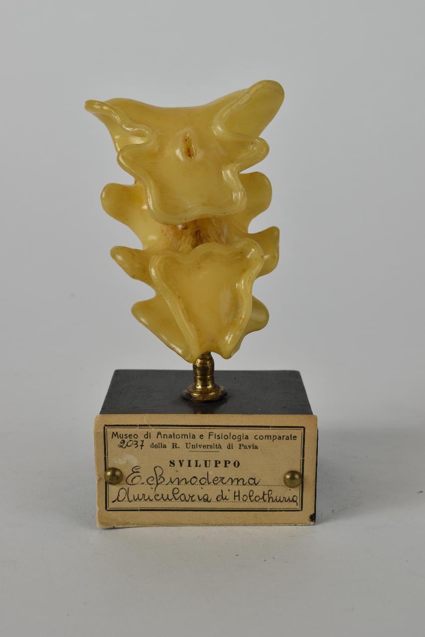 Modello di Maestri, Angelo - produzione ceroplastica ottocentesca (sec. XIX)