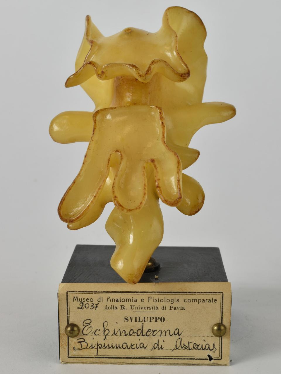 Modello di Maestri, Angelo - produzione ceroplastica ottocentesca (sec. XIX)