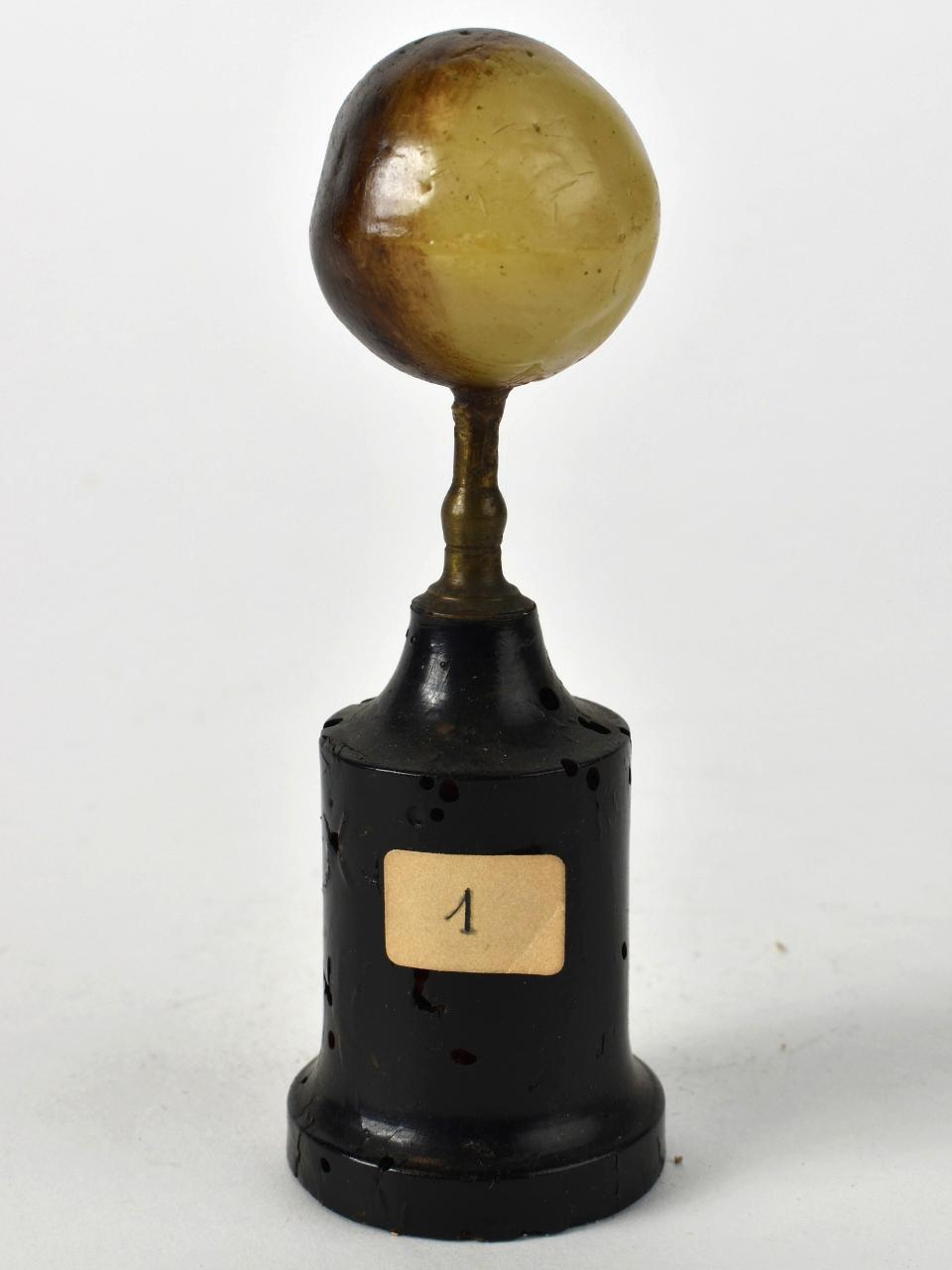 Modello di Laboratorio Ziegler - produzione ceroplastica ottocentesca (sec. XIX)