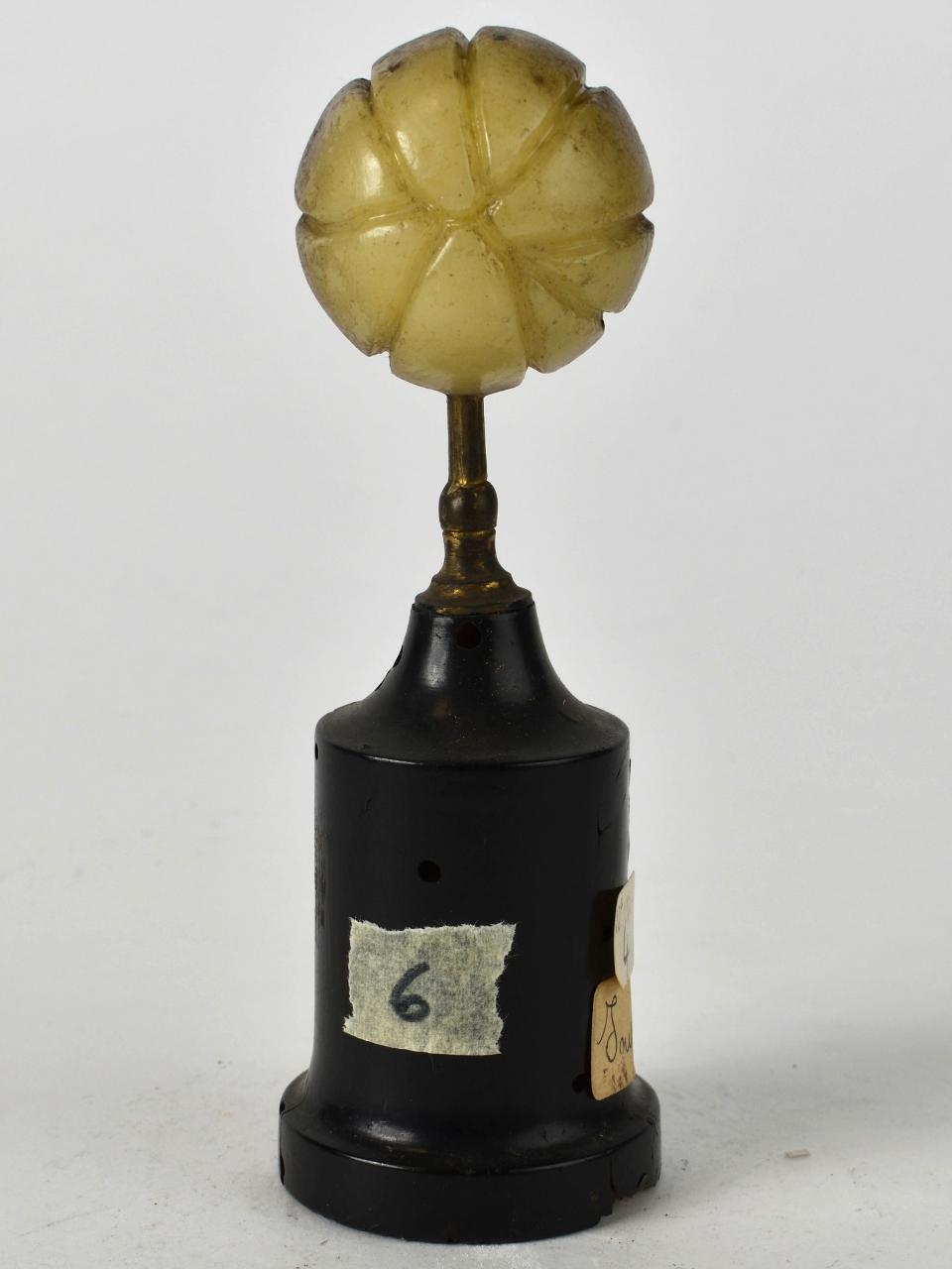 Modello di Laboratorio Ziegler - produzione ceroplastica ottocentesca (sec. XIX)