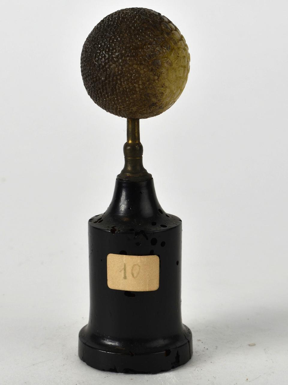 Modello di Laboratorio Ziegler - produzione ceroplastica ottocentesca (sec. XIX)