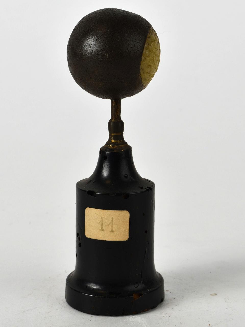 Modello di Laboratorio Ziegler - produzione ceroplastica ottocentesca (sec. XIX)