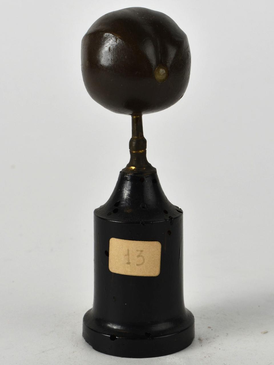 Modello di Laboratorio Ziegler - produzione ceroplastica ottocentesca (sec. XIX)