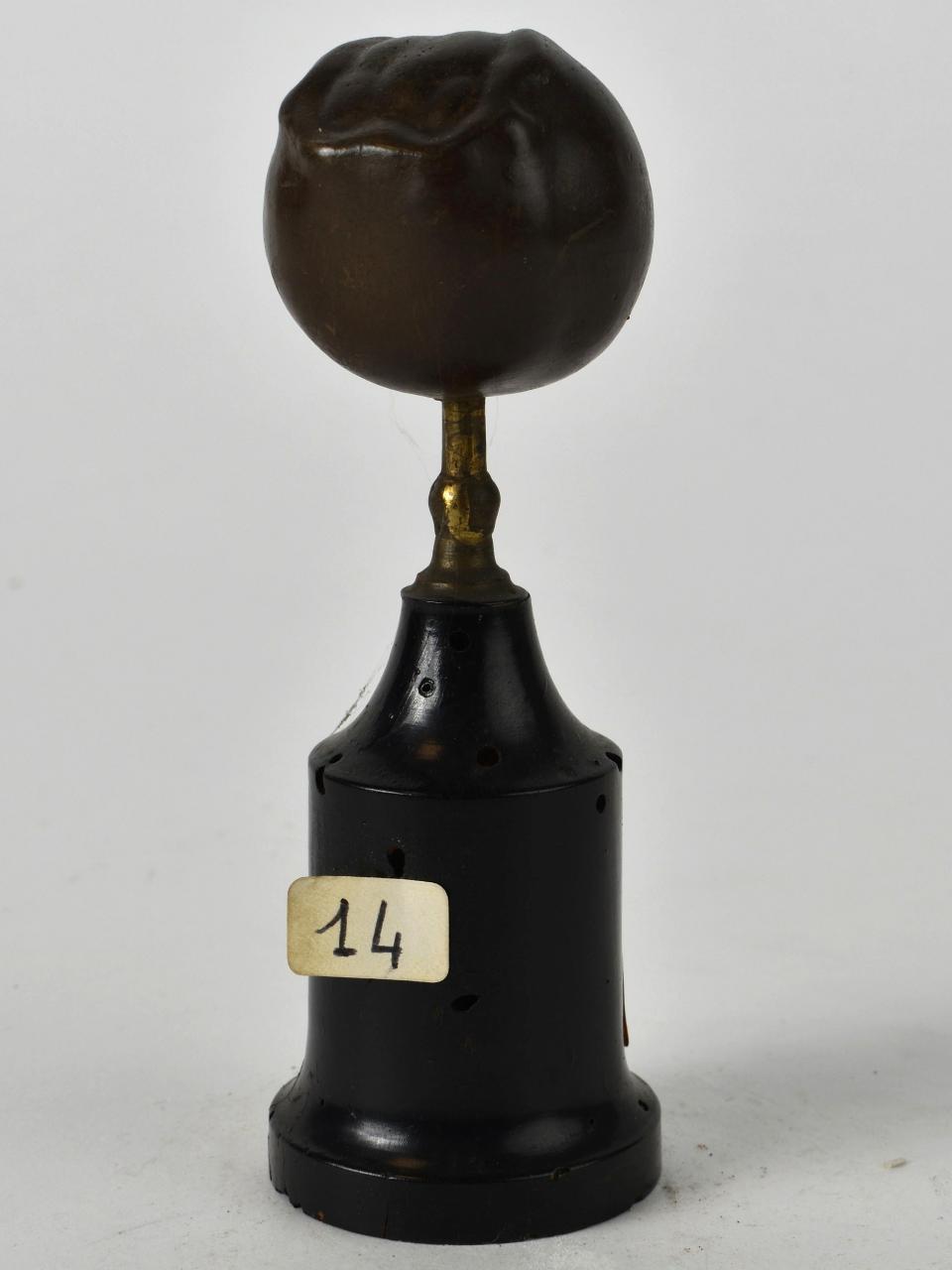 Modello di Laboratorio Ziegler - produzione ceroplastica ottocentesca (sec. XIX)