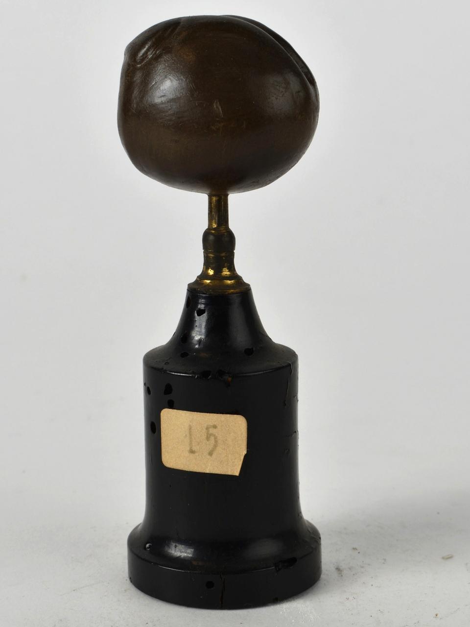 Modello di Laboratorio Ziegler - produzione ceroplastica ottocentesca (sec. XIX)