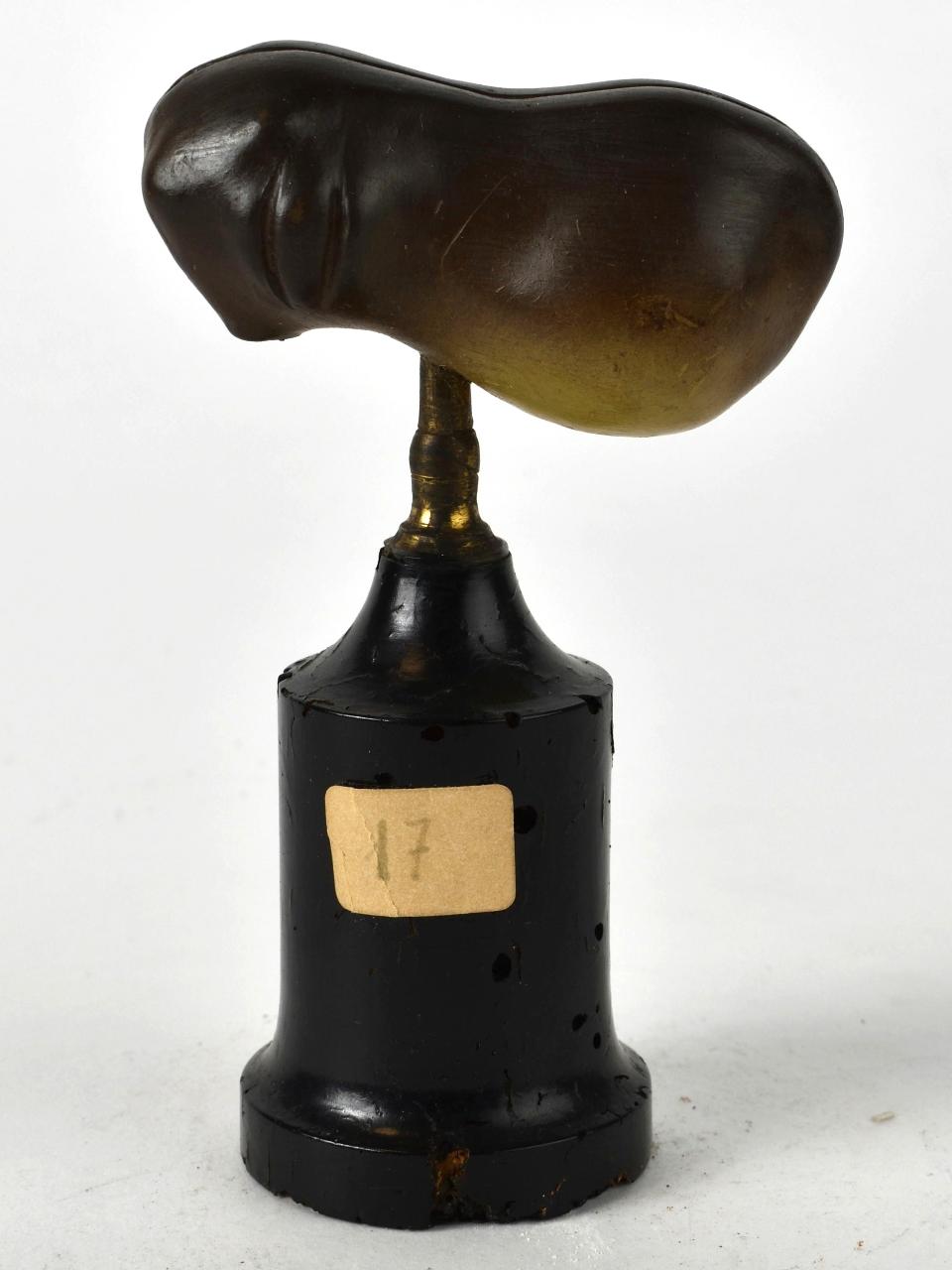 Modello di Laboratorio Ziegler - produzione ceroplastica ottocentesca (sec. XIX)