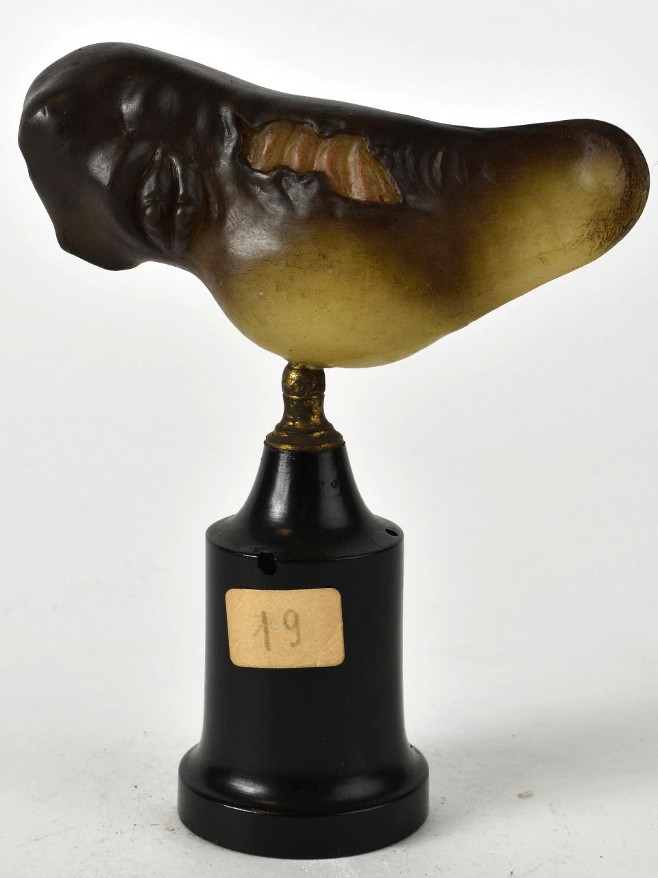 Modello di Laboratorio Ziegler - produzione ceroplastica ottocentesca (sec. XIX)