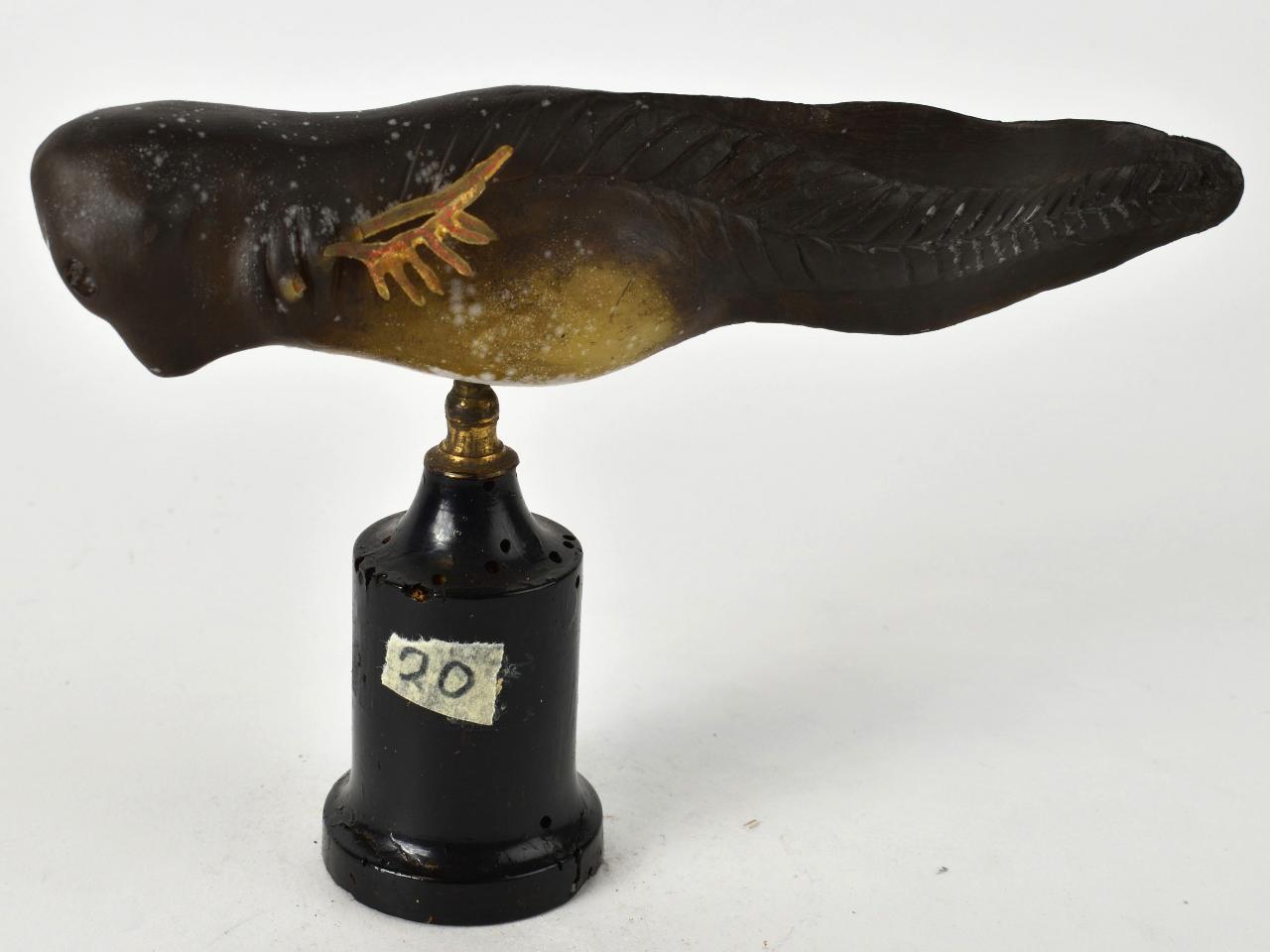 Modello di Laboratorio Ziegler - produzione ceroplastica ottocentesca (sec. XIX)
