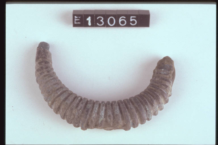 fibula ad arco ingrossato - cultura di Golasecca (sec. IX a.C.)