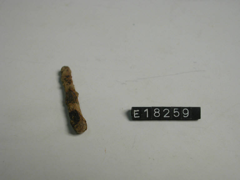 chiodo - Cultura di Golasecca (secc. V/ IV a.C.)