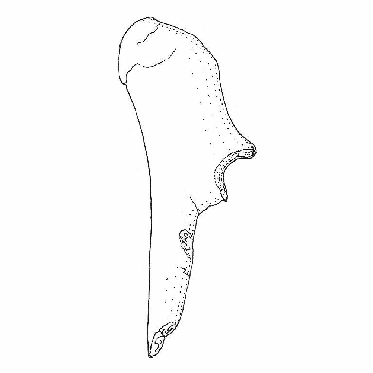 punteruolo (Bronzo Antico)