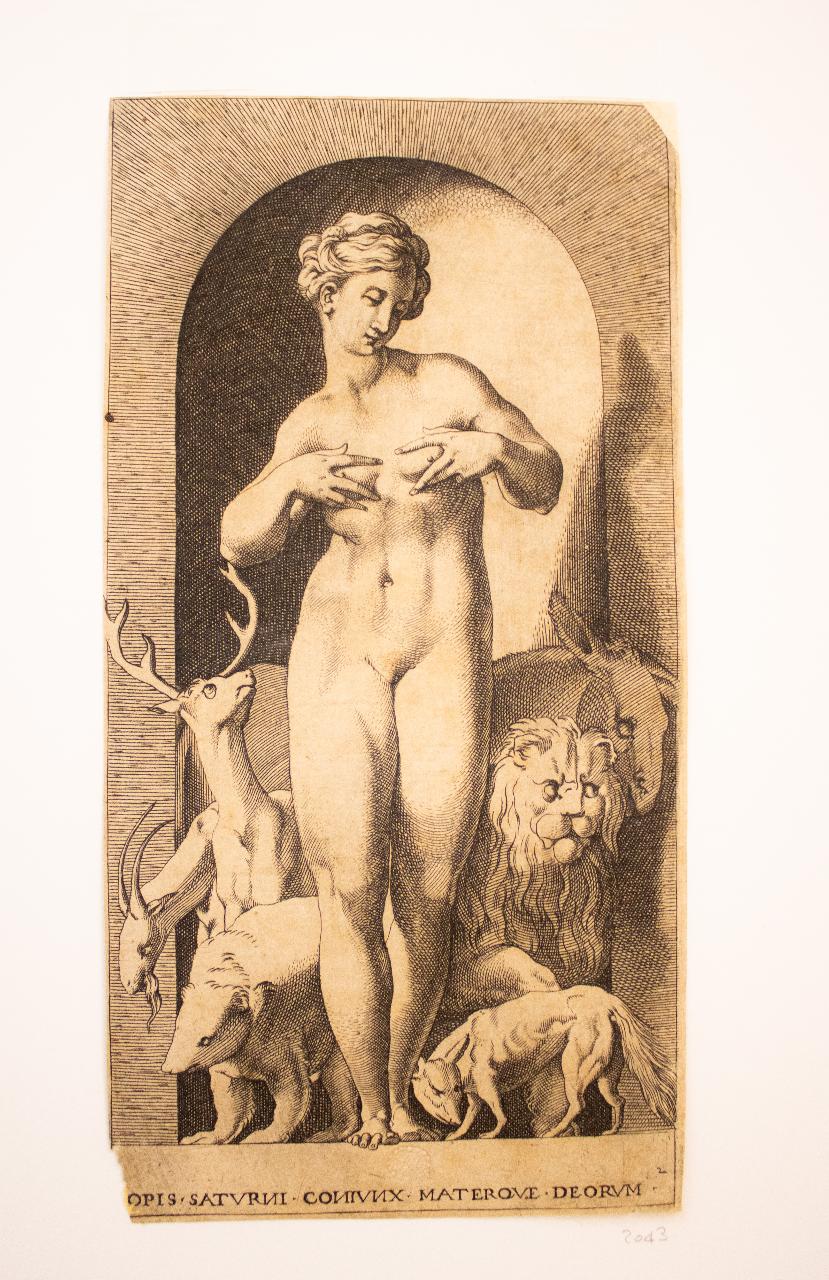 Venere e amore / Studi di animali, Venere e amore / Studi di animali (disegno) - ambito veneto (sec. XVIII)